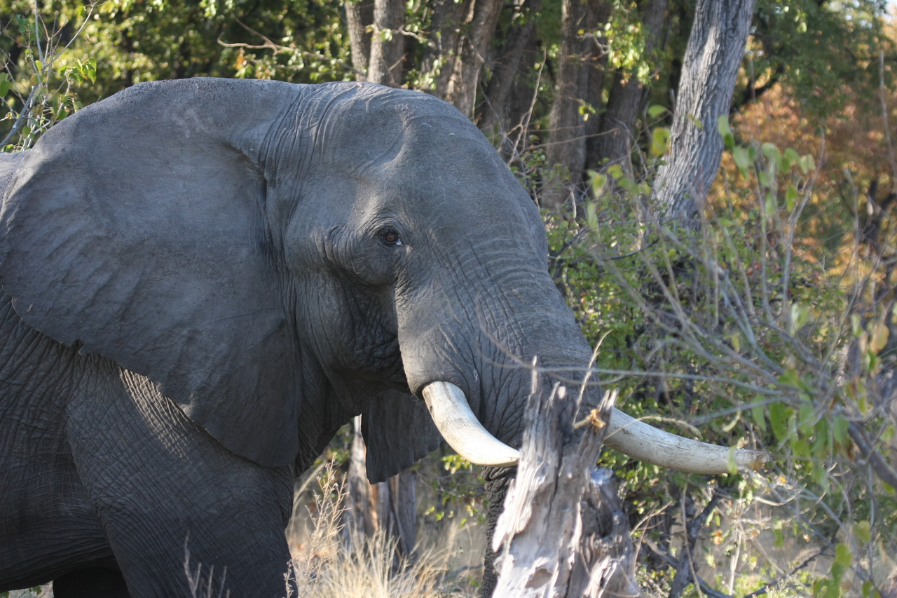 [23049] 2016_06_30_02_23_14_Africa_Canon_EOS_40D_IMG__03804.jpg