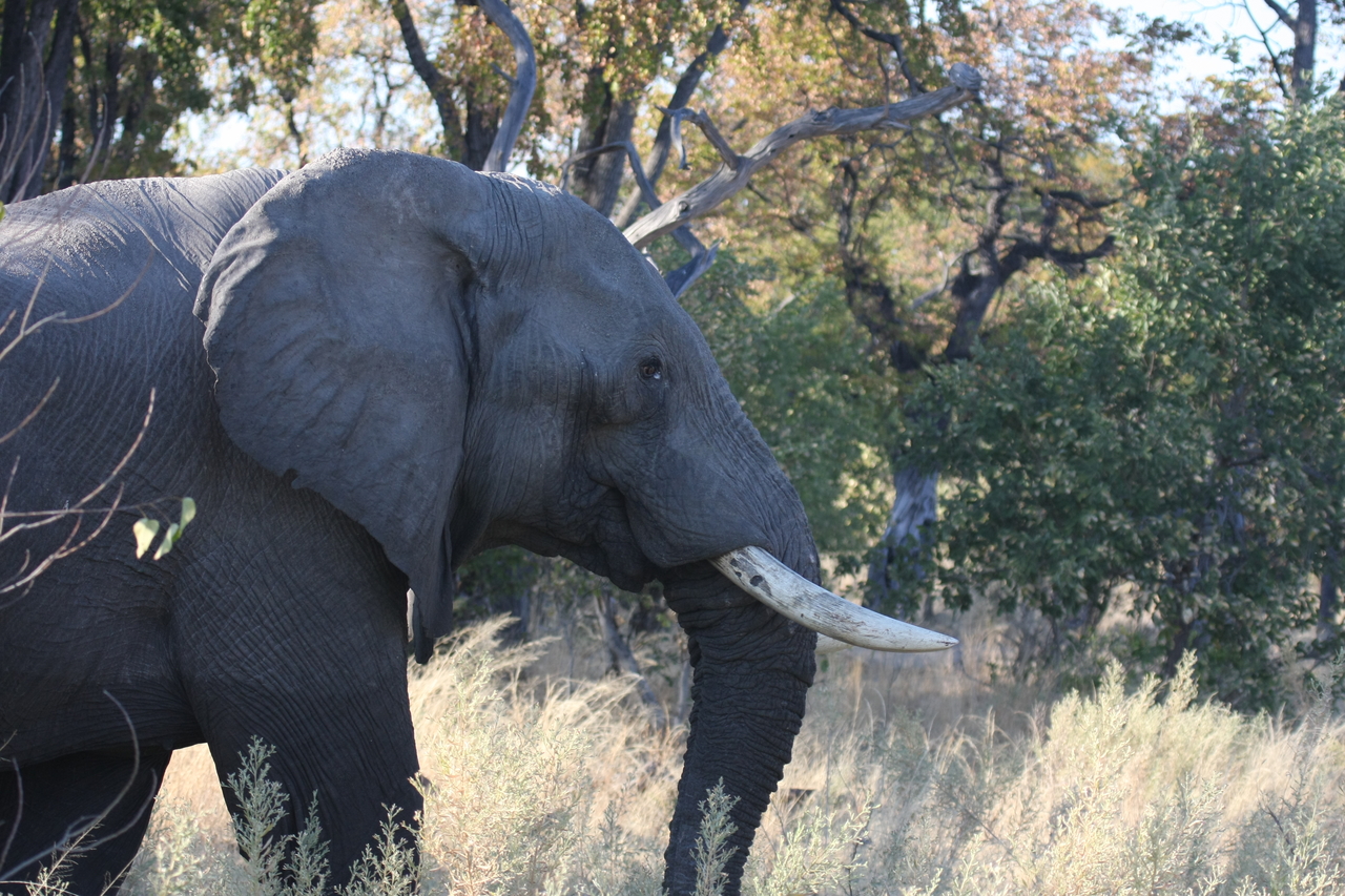 [23056] 2016_06_30_02_23_20_Africa_Canon_EOS_40D_IMG__11254.jpg