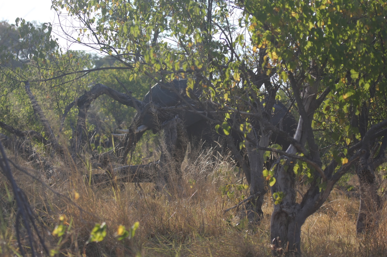 [23082] 2016_06_30_02_27_25_Africa_Canon_EOS_40D_IMG__11262.jpg