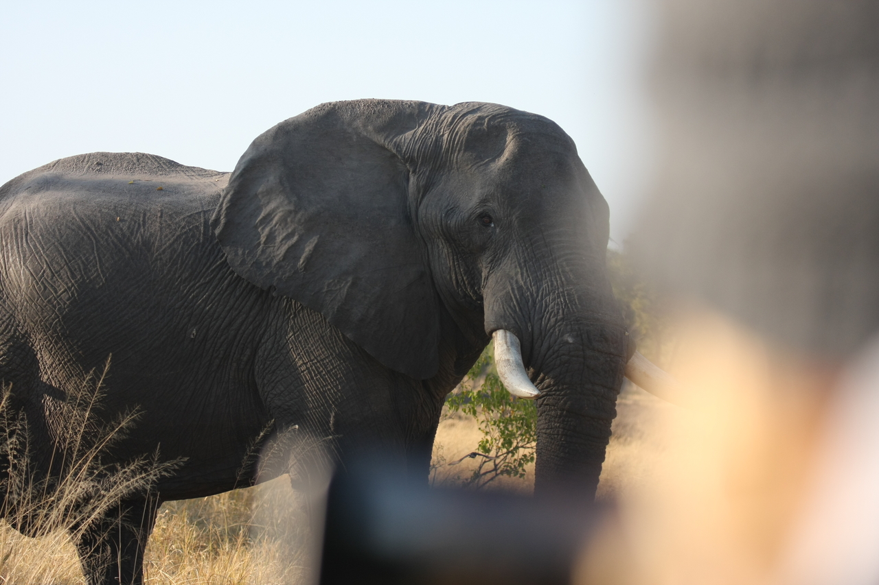 [23110] 2016_06_30_02_29_02_Africa_Canon_EOS_40D_IMG__11273.jpg