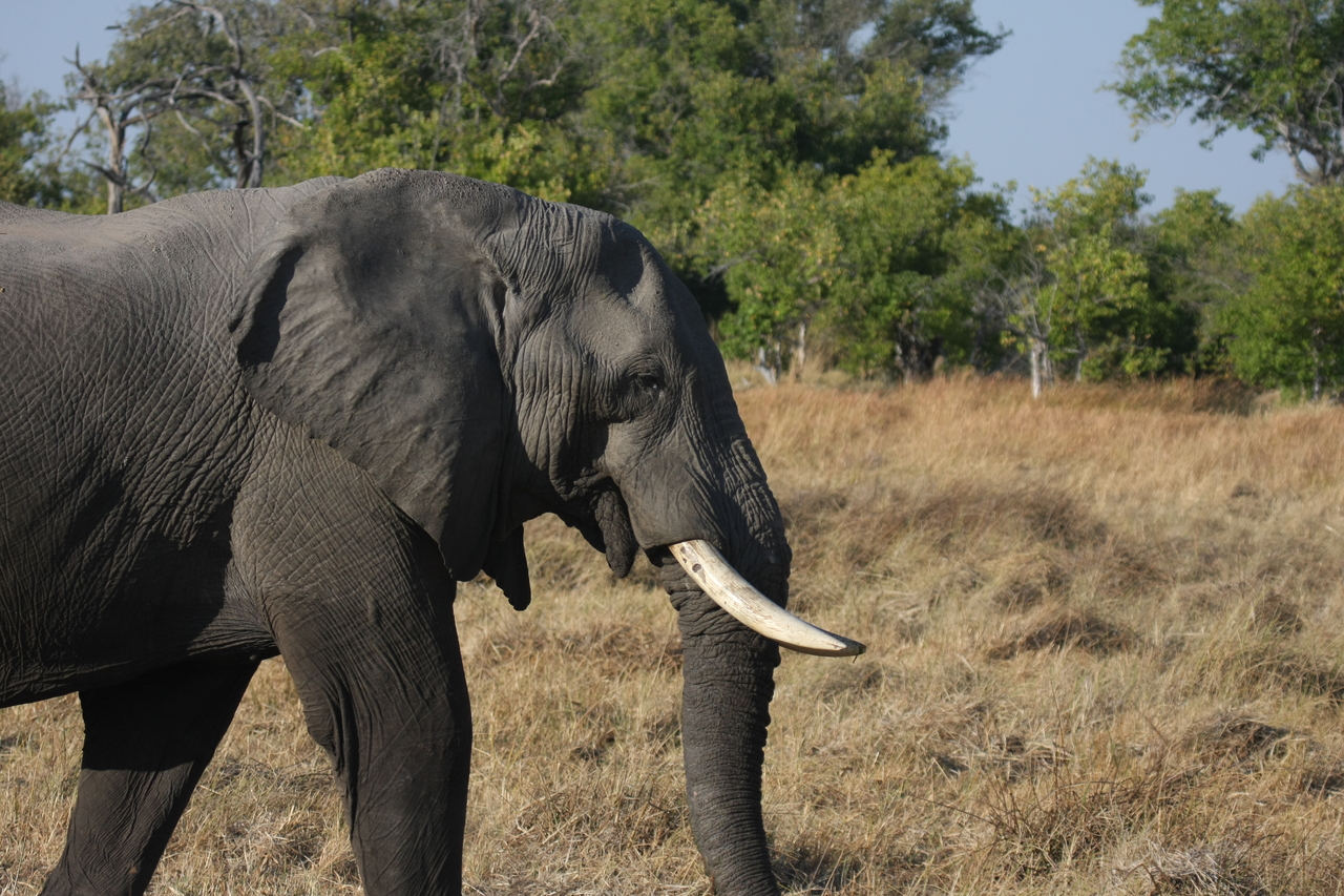 [23116] 2016_06_30_02_29_17_Africa_Canon_EOS_40D_IMG__11276.jpg