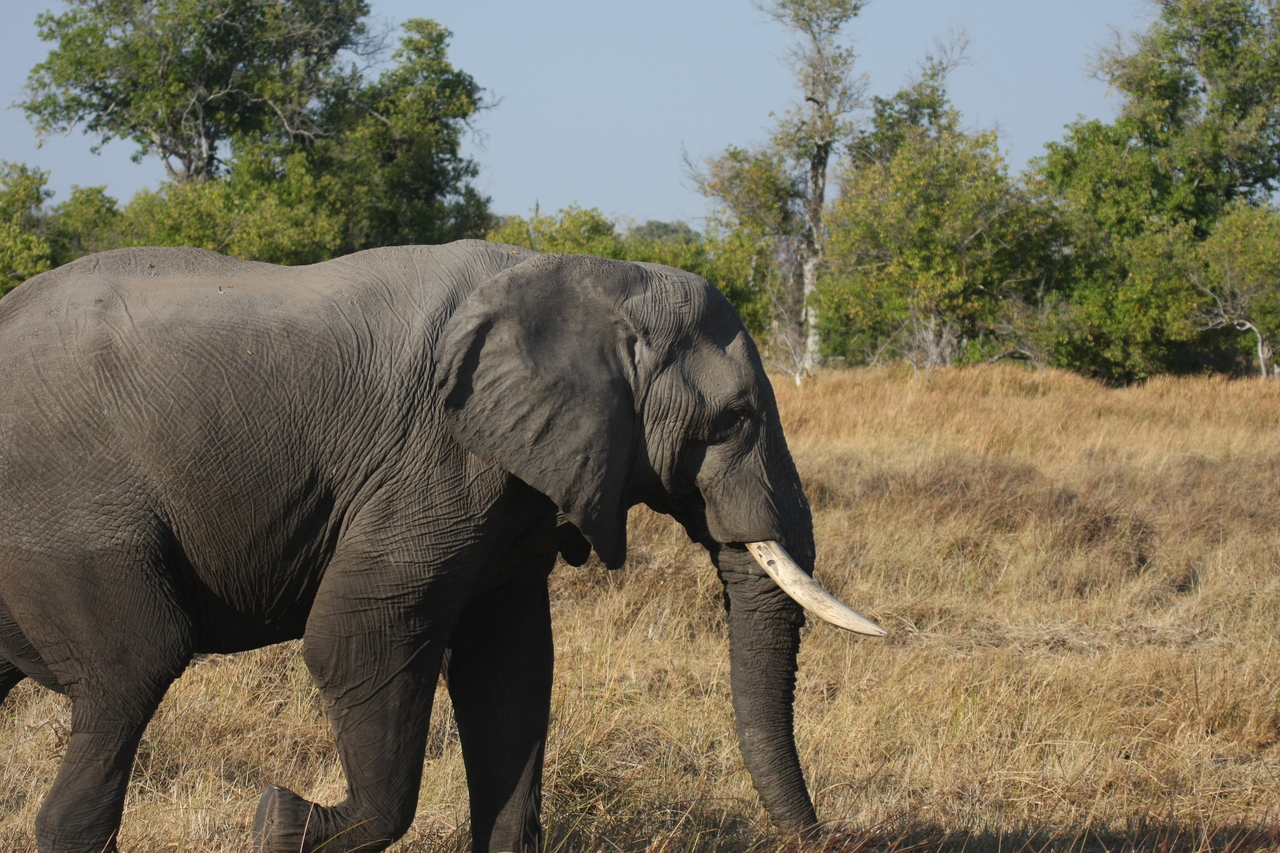 [23120] 2016_06_30_02_29_21_Africa_Canon_EOS_40D_IMG__00105.jpg