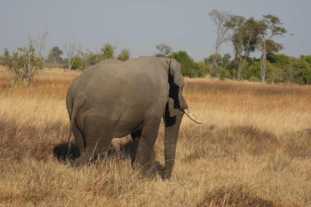 [23130] 2016_06_30_02_30_05_Africa_Canon_EOS_40D_IMG__11280.jpg