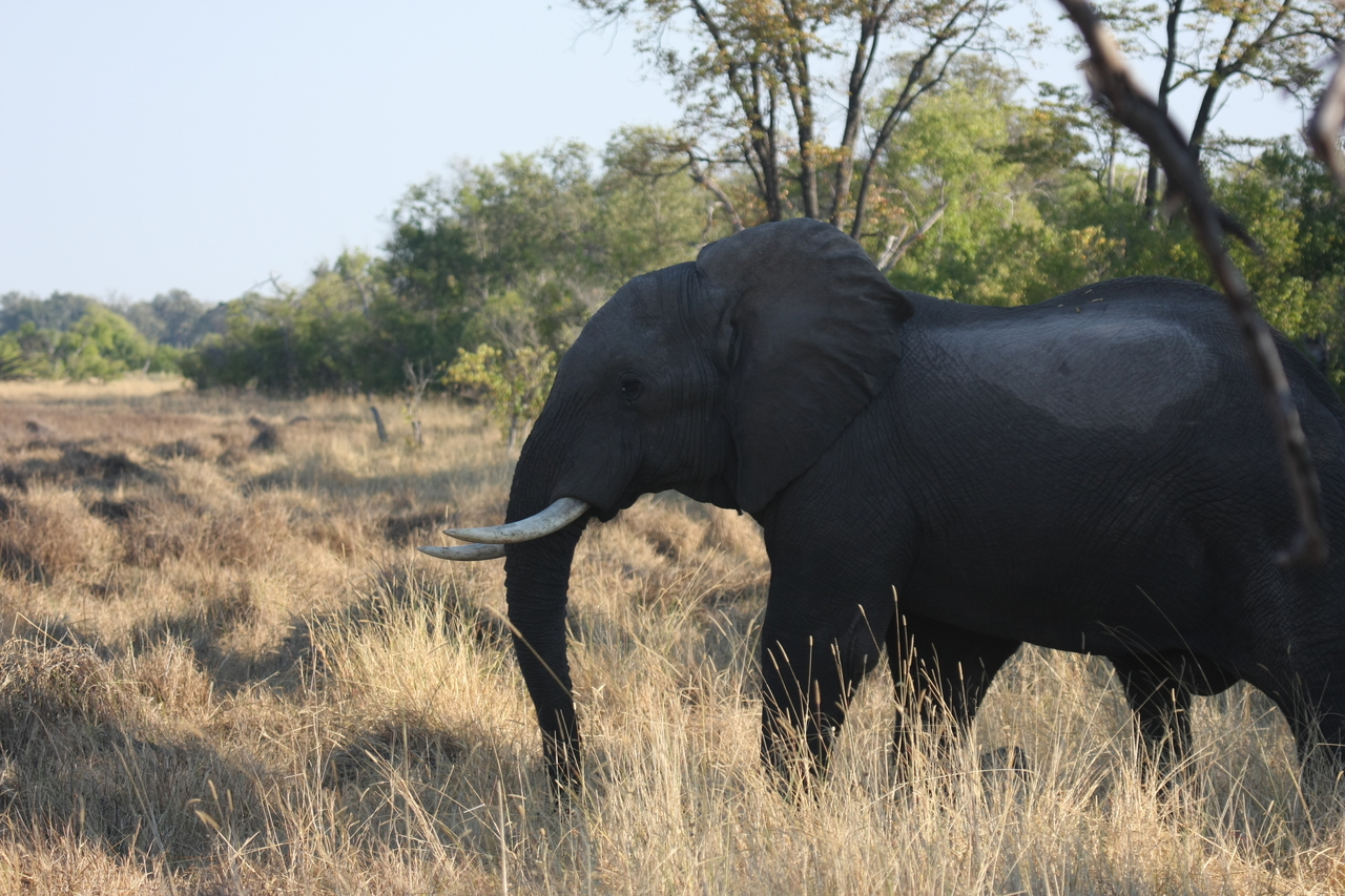 [23136] 2016_06_30_02_30_37_Africa_Canon_EOS_40D_IMG__11282.jpg
