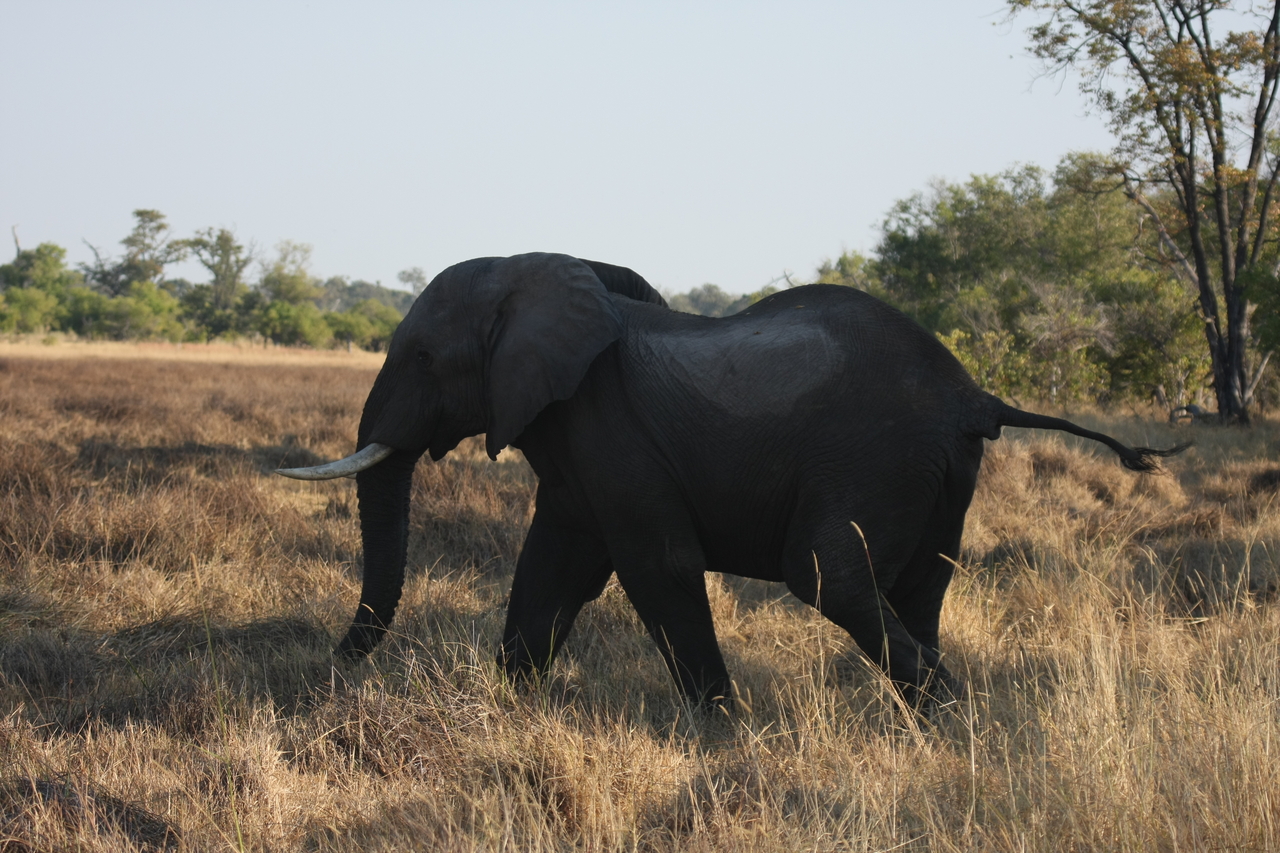 [23140] 2016_06_30_02_30_39_Africa_Canon_EOS_40D_IMG__11284.jpg