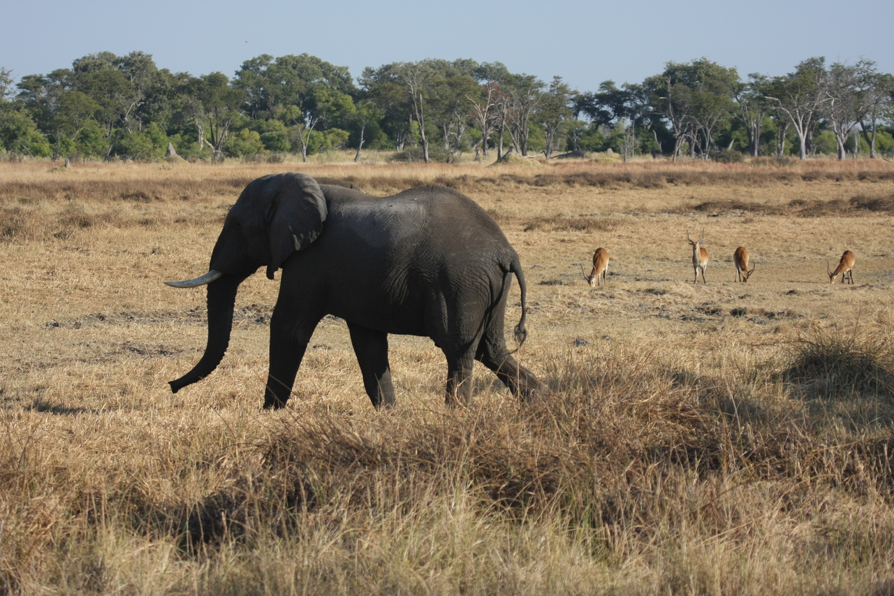 [23150] 2016_06_30_02_30_57_Africa_Canon_EOS_40D_IMG__11288.jpg