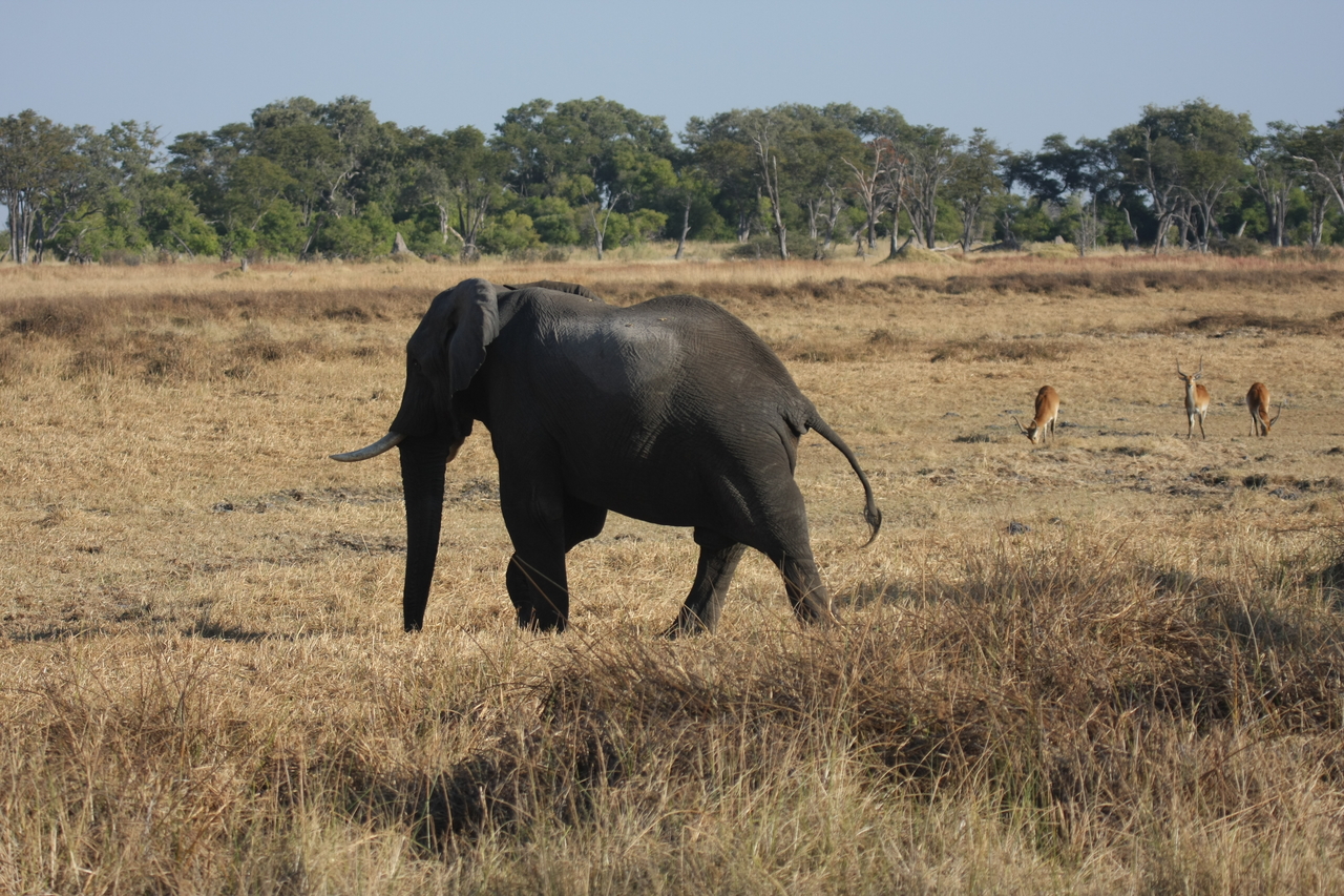 [23152] 2016_06_30_02_30_57_Africa_Canon_EOS_40D_IMG__11290.jpg
