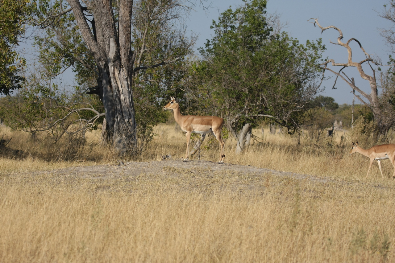 [23206] 2016_06_30_02_54_21_Africa_Canon_EOS_40D_IMG__00119.jpg