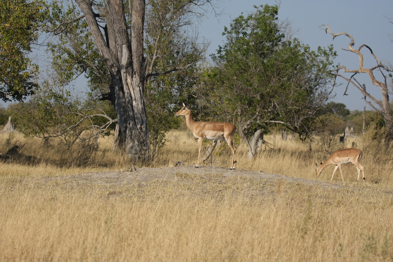 [23215] 2016_06_30_02_54_23_Africa_Canon_EOS_40D_IMG__11293.jpg