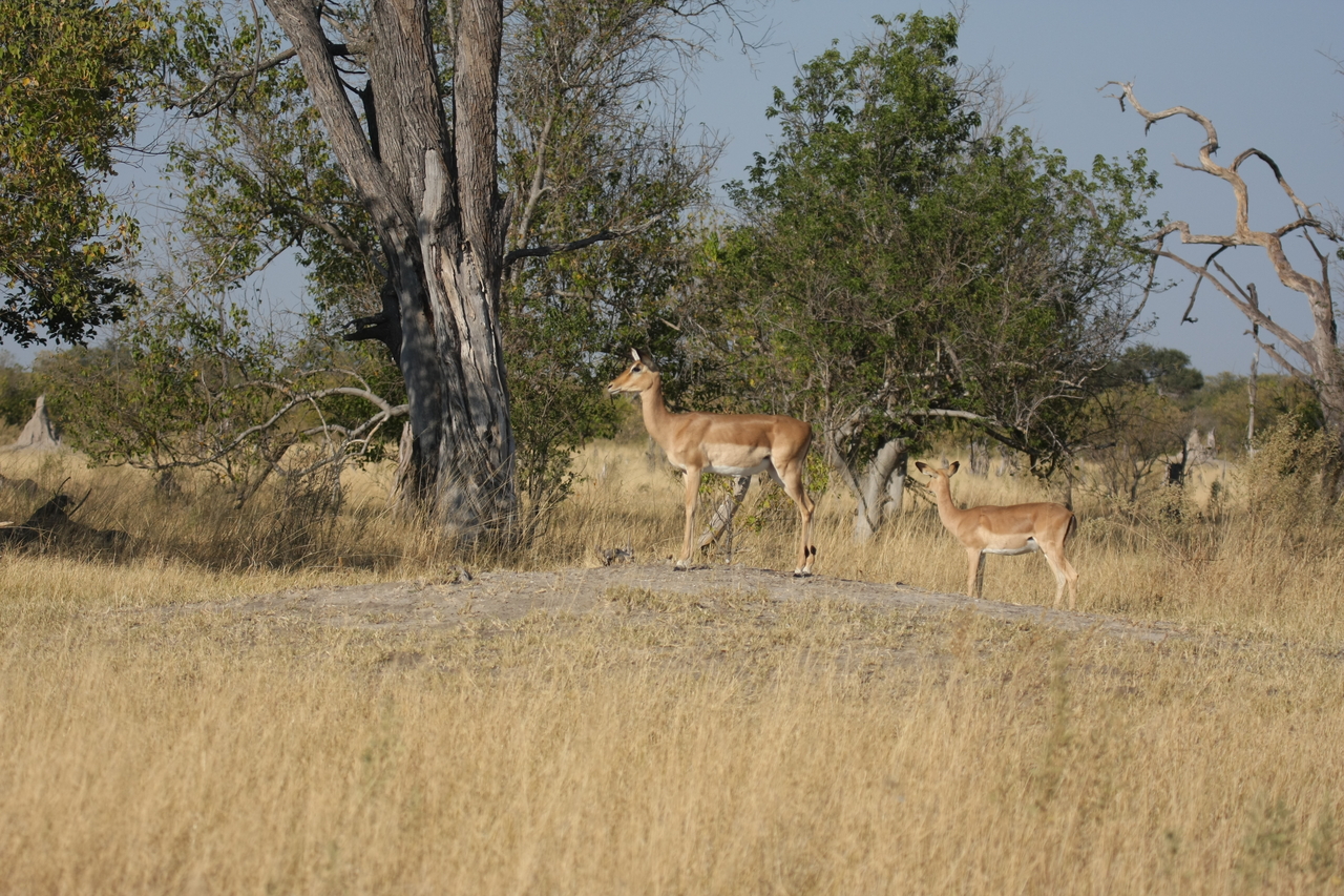[23218] 2016_06_30_02_54_28_Africa_Canon_EOS_40D_IMG__03848.jpg