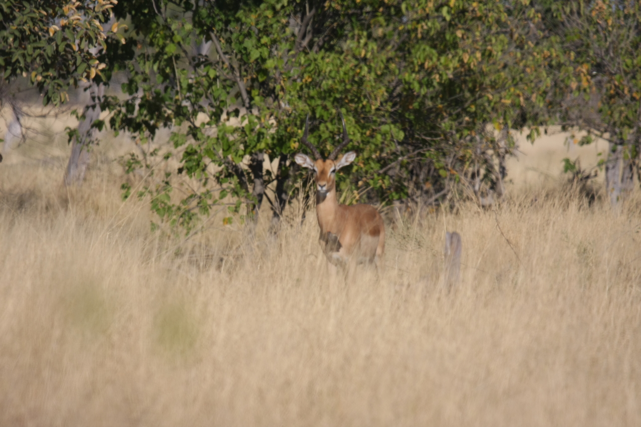 [23236] 2016_06_30_02_55_06_Africa_Canon_EOS_40D_IMG__03855.jpg