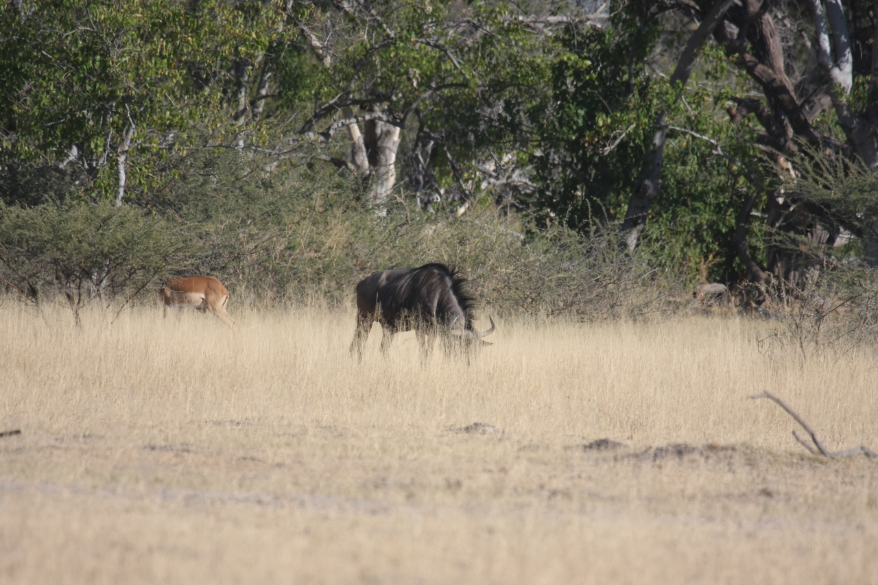 [23238] 2016_06_30_03_21_12_Africa_Canon_EOS_40D_IMG__00130.jpg