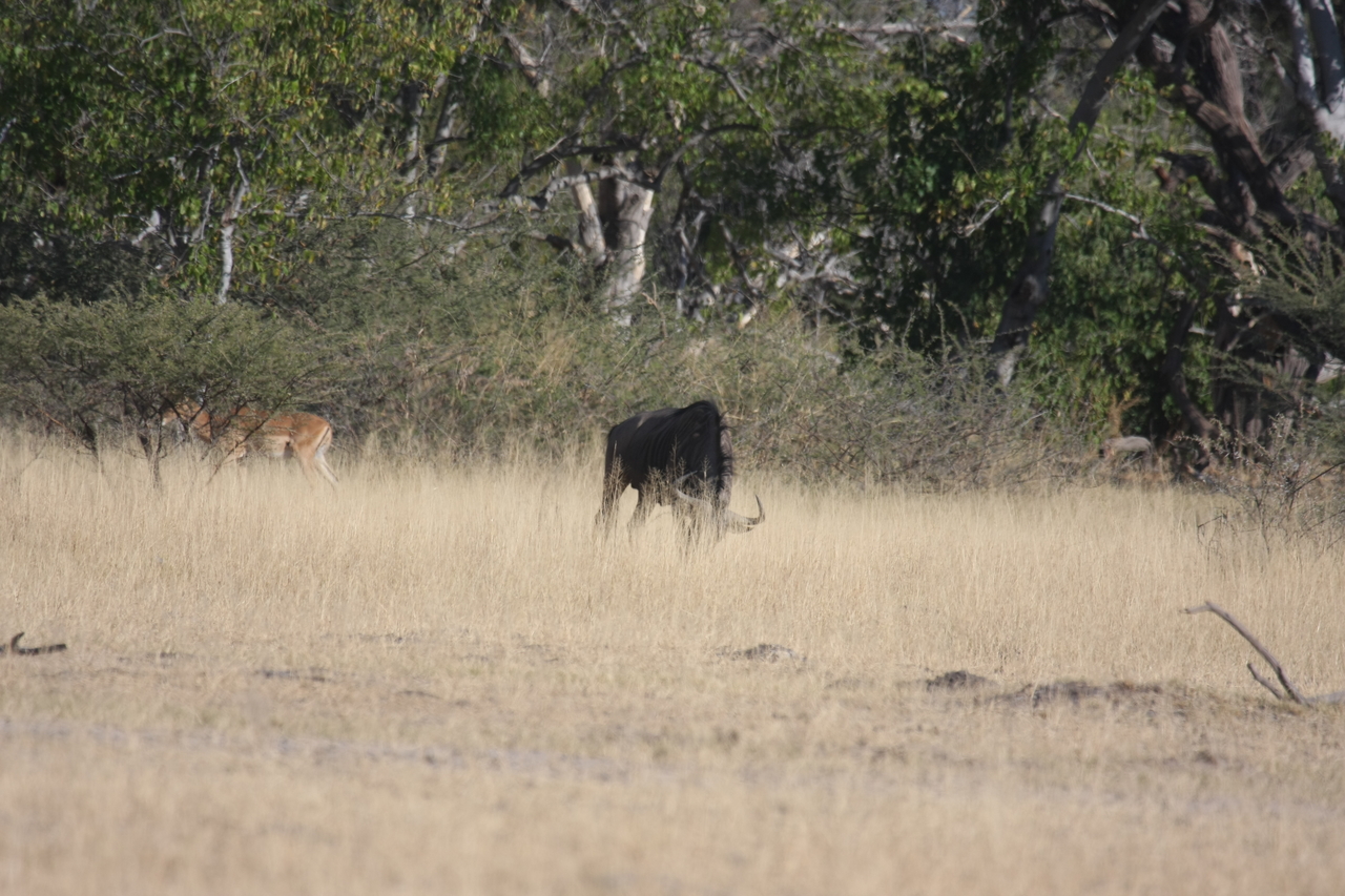 [23245] 2016_06_30_03_21_18_Africa_Canon_EOS_40D_IMG__00133.jpg