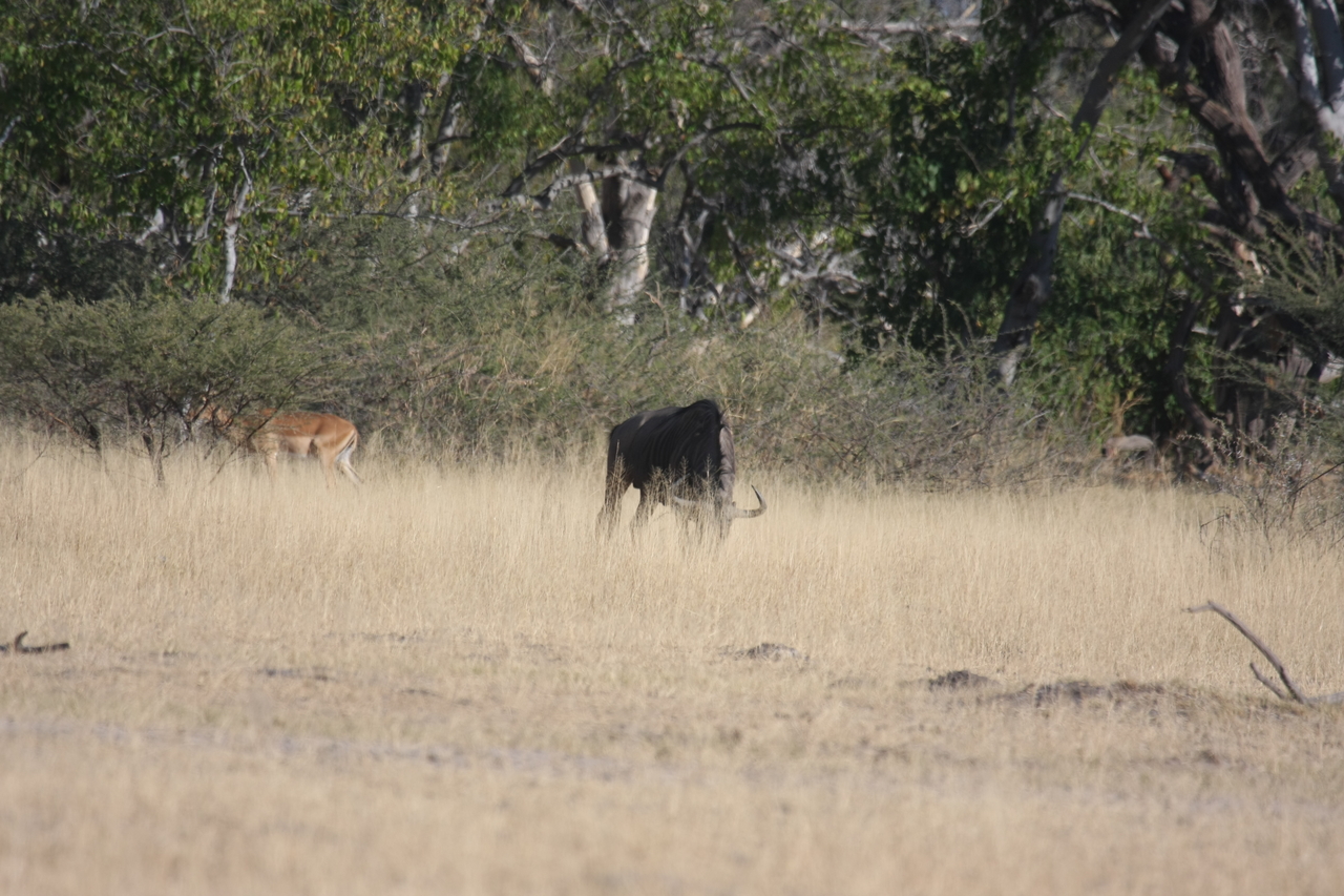 [23248] 2016_06_30_03_21_18_Africa_Canon_EOS_40D_IMG__11305.jpg