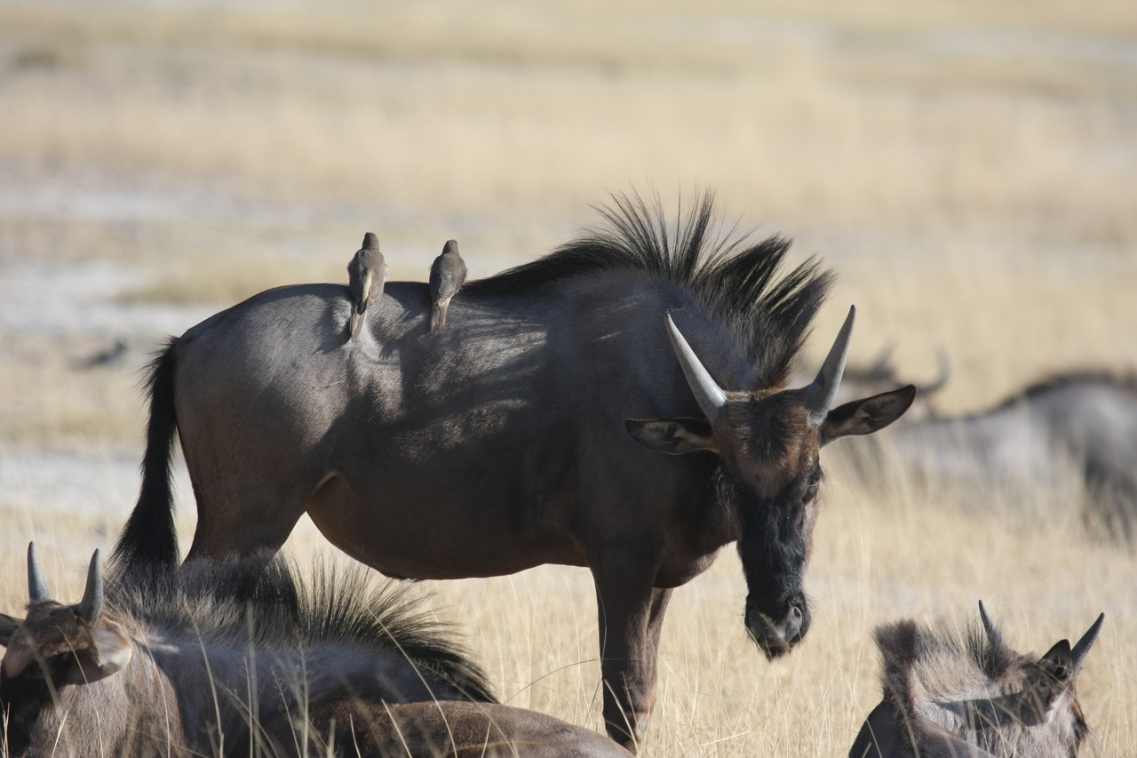 [23267] 2016_06_30_03_24_25_Africa_Canon_EOS_40D_IMG__00142.jpg