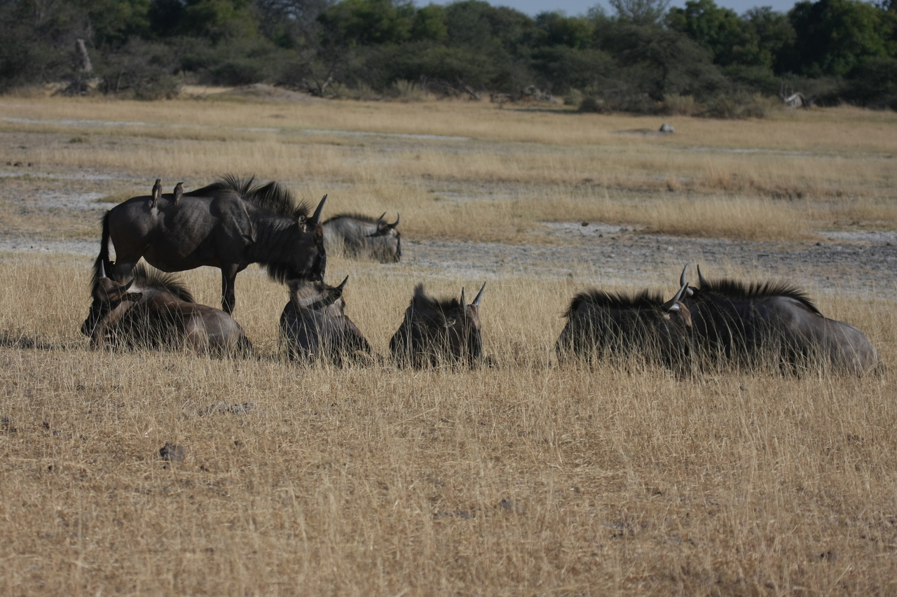 [23288] 2016_06_30_03_24_43_Africa_Canon_EOS_40D_IMG__11321.jpg