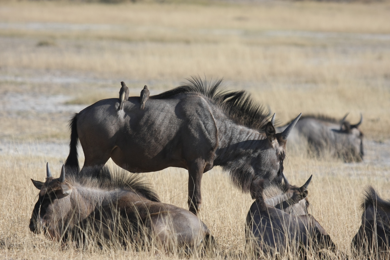 [23296] 2016_06_30_03_24_51_Africa_Canon_EOS_40D_IMG__00152.jpg