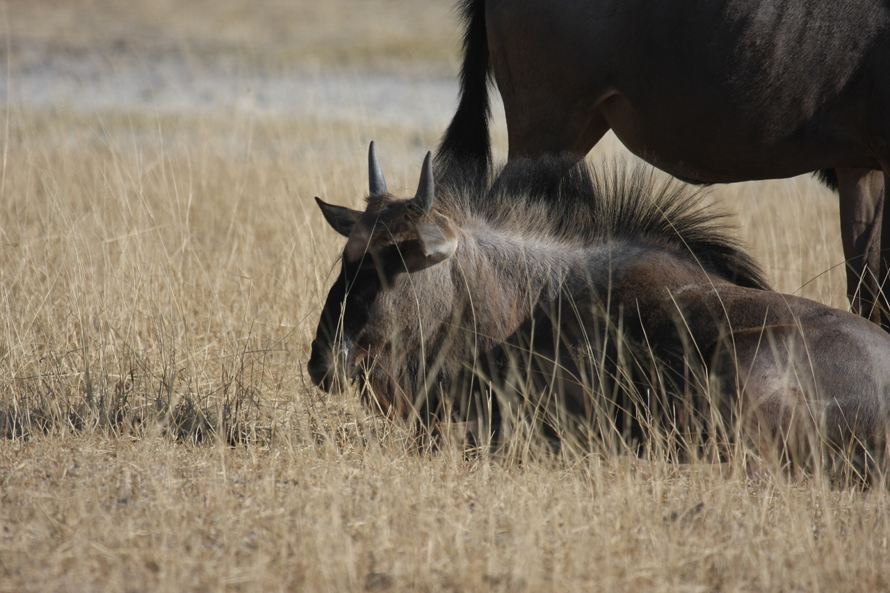 [23304] 2016_06_30_03_24_58_Africa_Canon_EOS_40D_IMG__00154.jpg