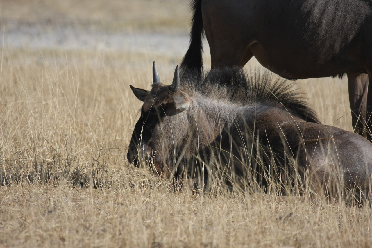[23305] 2016_06_30_03_24_58_Africa_Canon_EOS_40D_IMG__00155.jpg