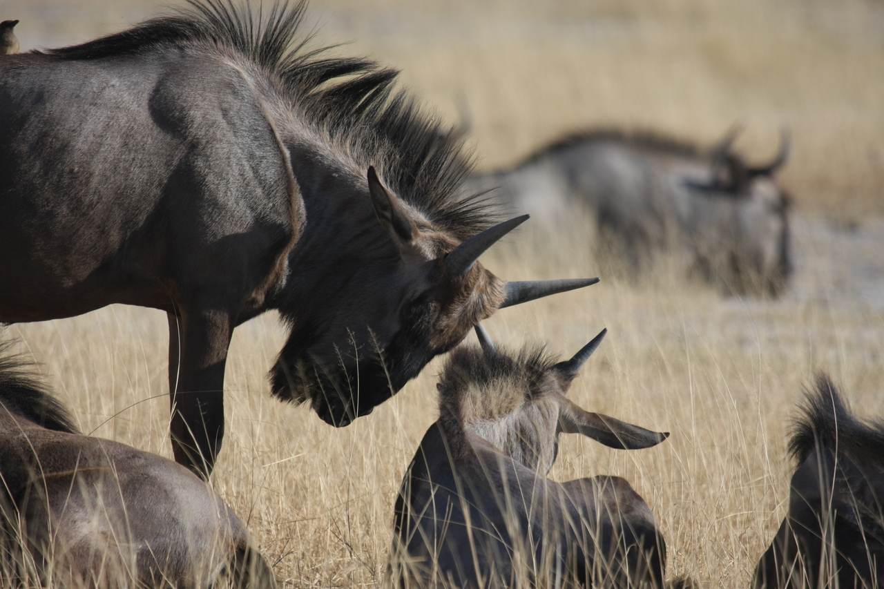 [23311] 2016_06_30_03_25_11_Africa_Canon_EOS_40D_IMG__00157.jpg