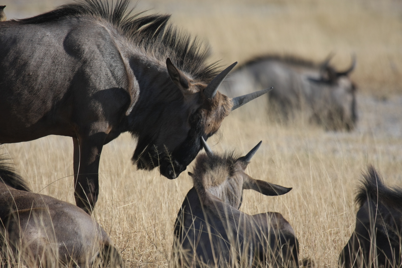 [23314] 2016_06_30_03_25_11_Africa_Canon_EOS_40D_IMG__11329.jpg