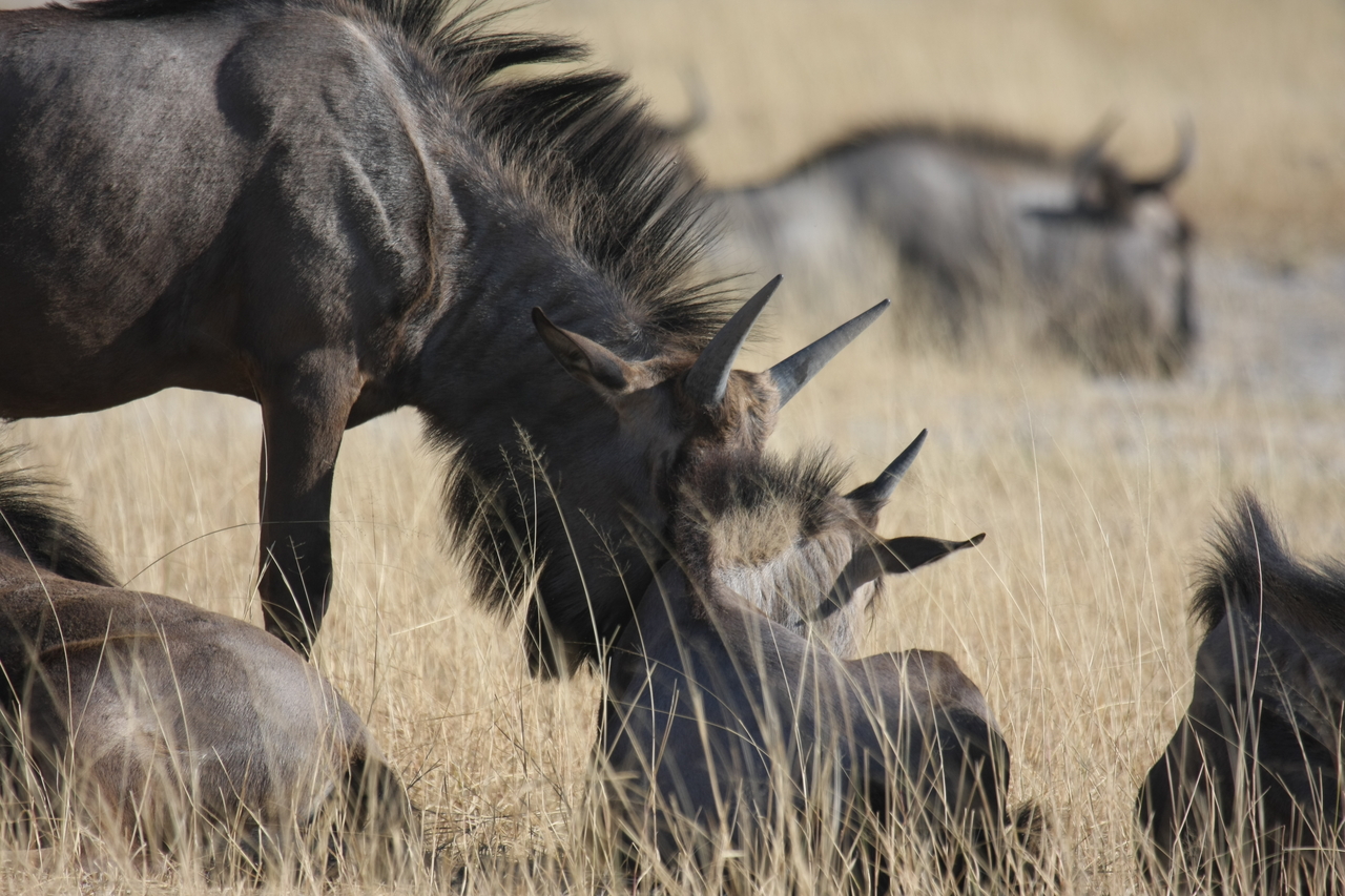 [23317] 2016_06_30_03_25_15_Africa_Canon_EOS_40D_IMG__00160.jpg