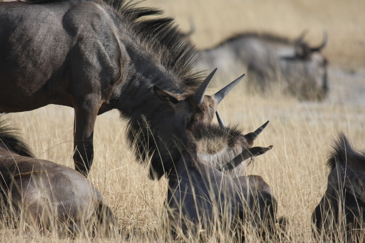 [23322] 2016_06_30_03_25_15_Africa_Canon_EOS_40D_IMG__11332.jpg