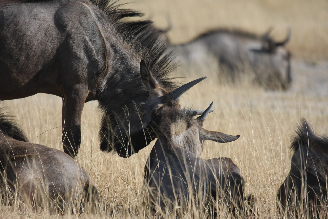 [23327] 2016_06_30_03_25_16_Africa_Canon_EOS_40D_IMG__03888.jpg