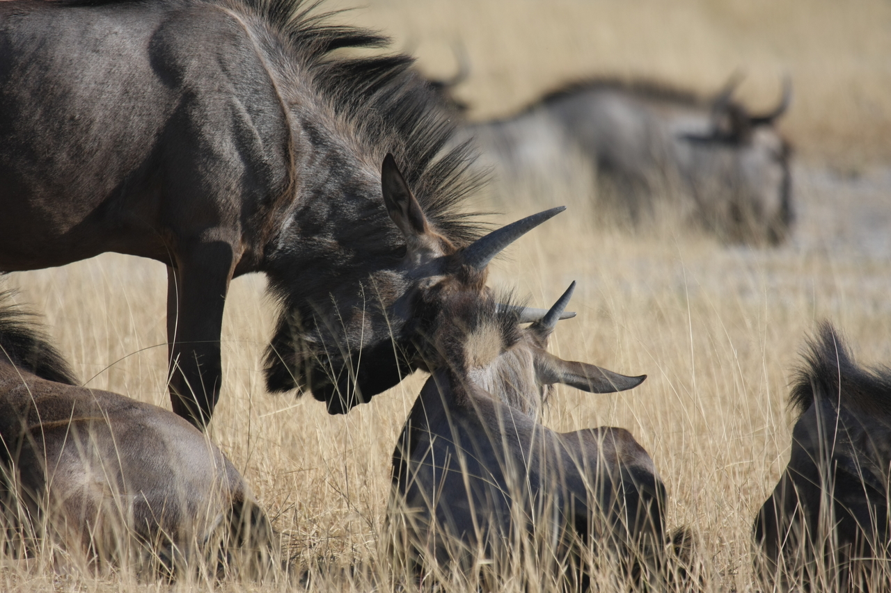 [23330] 2016_06_30_03_25_16_Africa_Canon_EOS_40D_IMG__11336.jpg