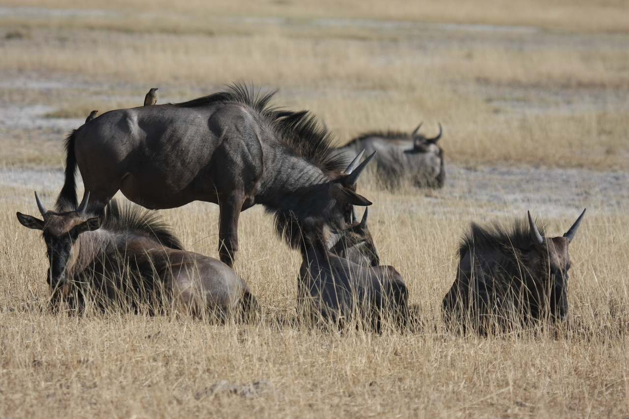 [23334] 2016_06_30_03_25_53_Africa_Canon_EOS_40D_IMG__03891.jpg