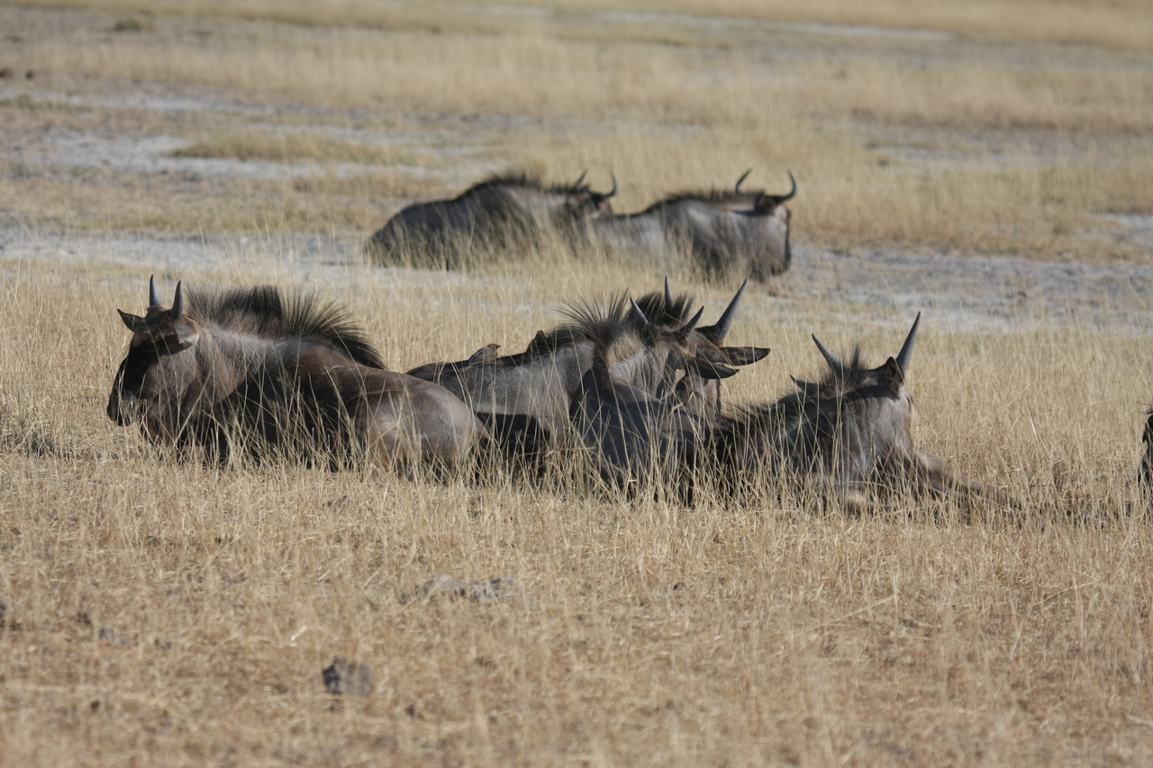 [23338] 2016_06_30_03_26_16_Africa_Canon_EOS_40D_IMG__00167.jpg