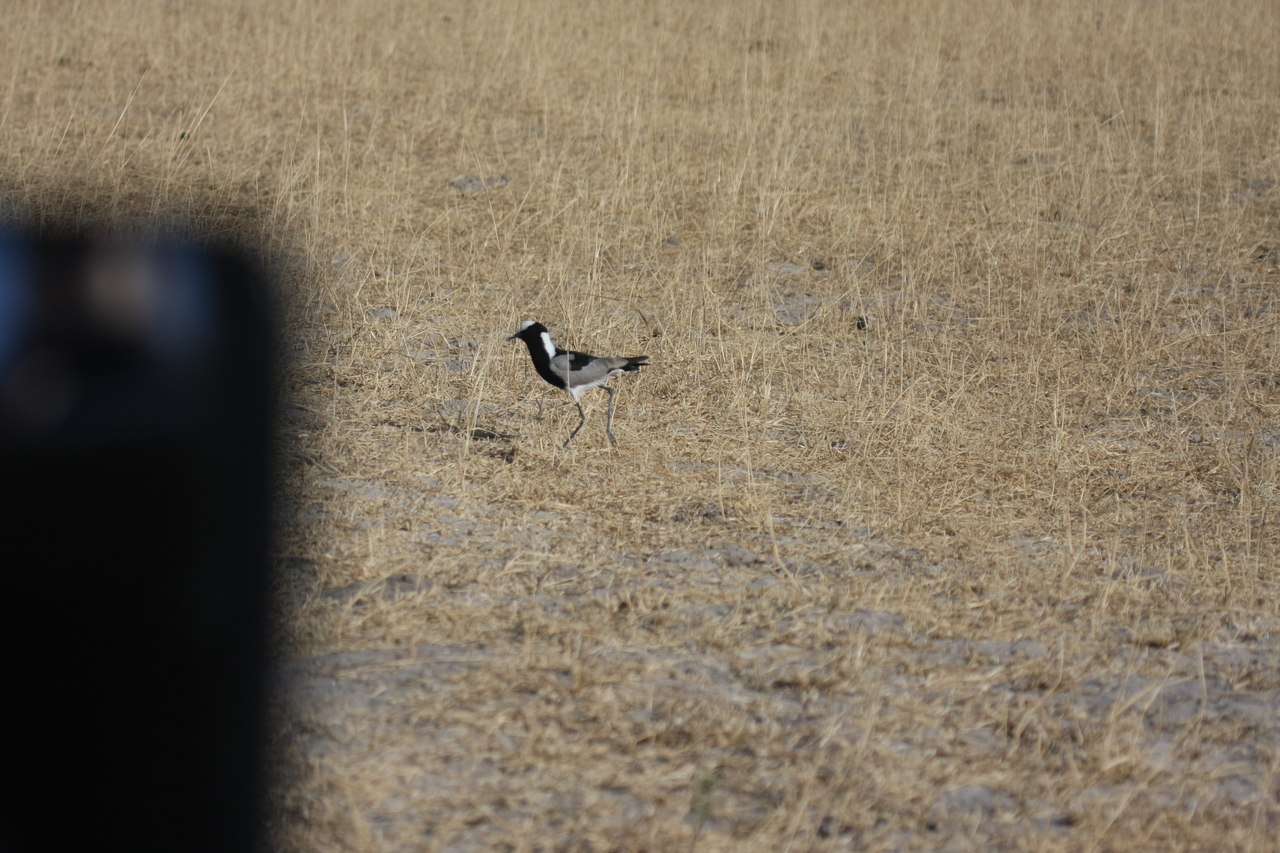 [23345] 2016_06_30_03_29_09_Africa_Canon_EOS_40D_IMG__11341.jpg