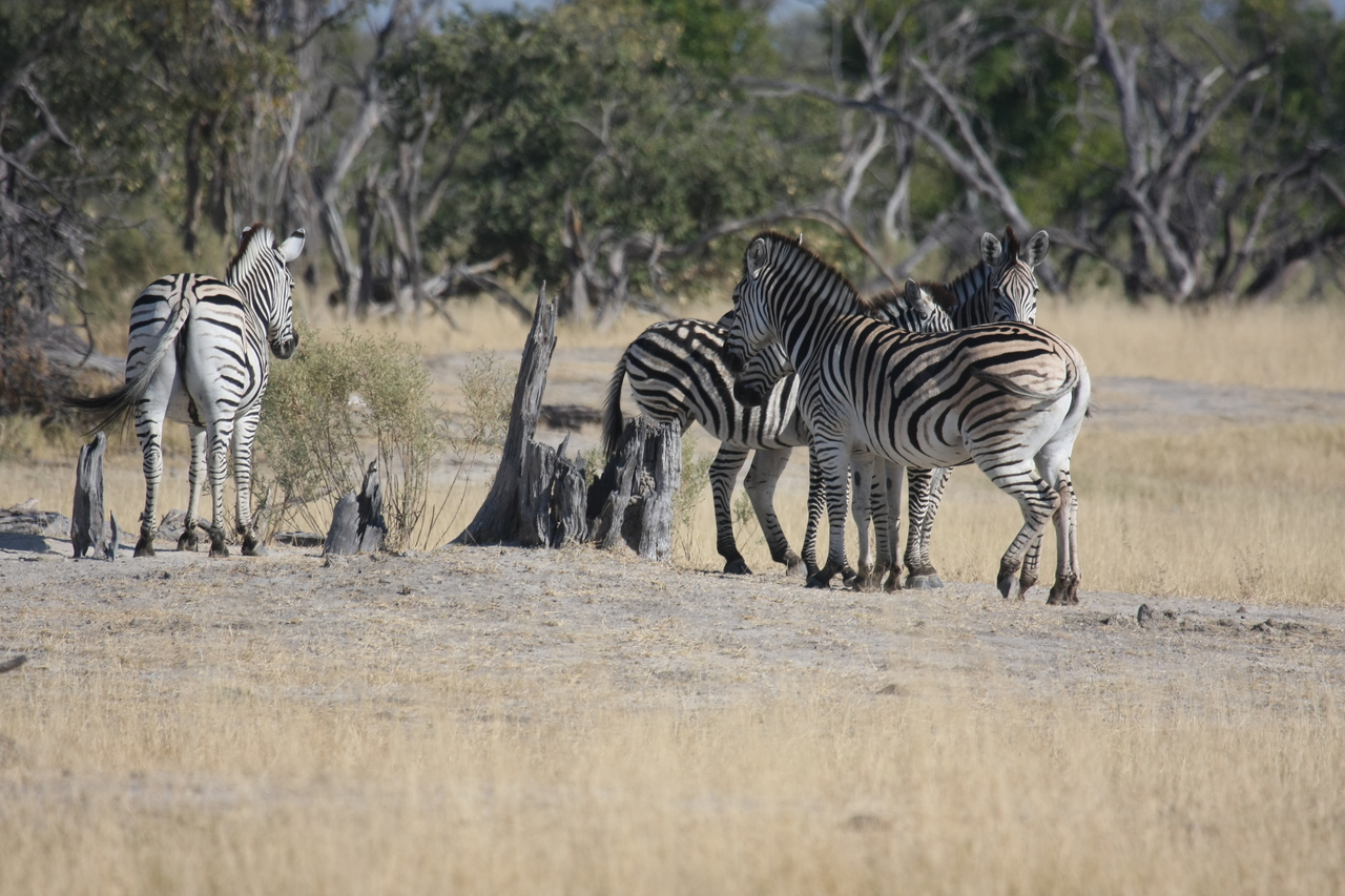 [23346] 2016_06_30_03_42_00_Africa_Canon_EOS_40D_IMG__00170.jpg