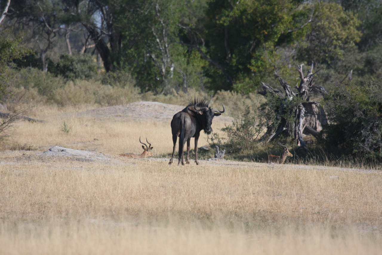 [23355] 2016_06_30_03_42_22_Africa_Canon_EOS_40D_IMG__00173.jpg