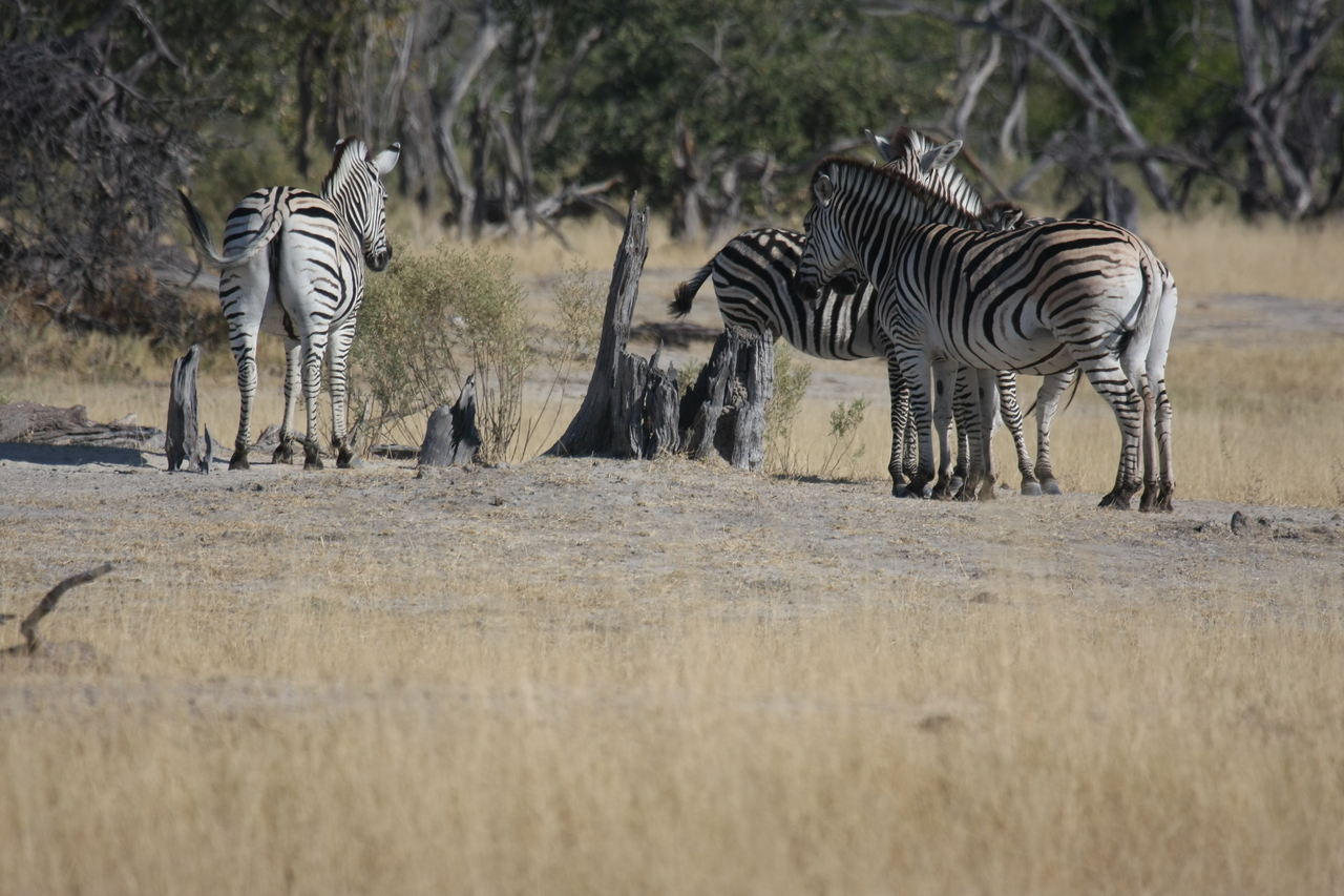[23371] 2016_06_30_03_42_43_Africa_Canon_EOS_40D_IMG__11350.jpg