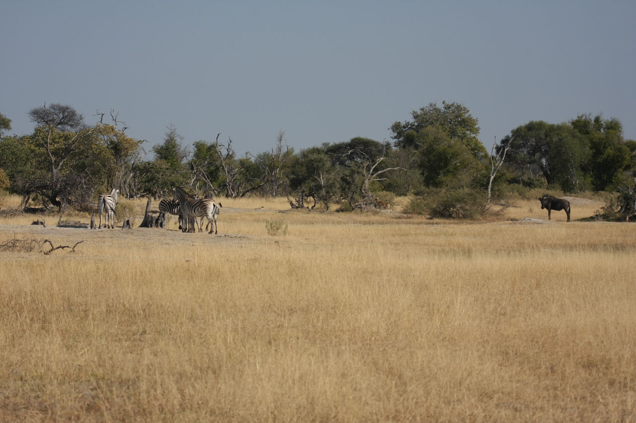 [23373] 2016_06_30_03_42_54_Africa_Canon_EOS_40D_IMG__00179.jpg