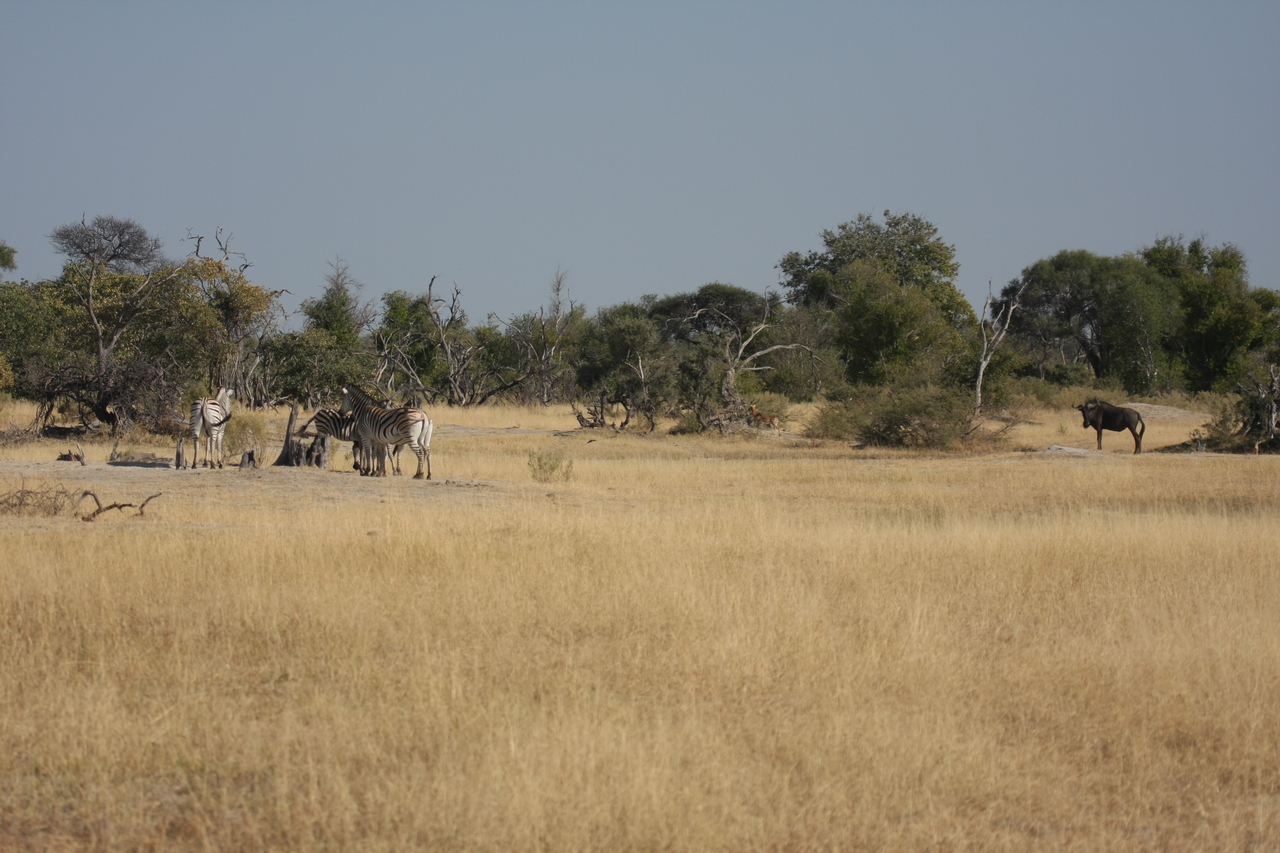 [23374] 2016_06_30_03_42_54_Africa_Canon_EOS_40D_IMG__00181.jpg