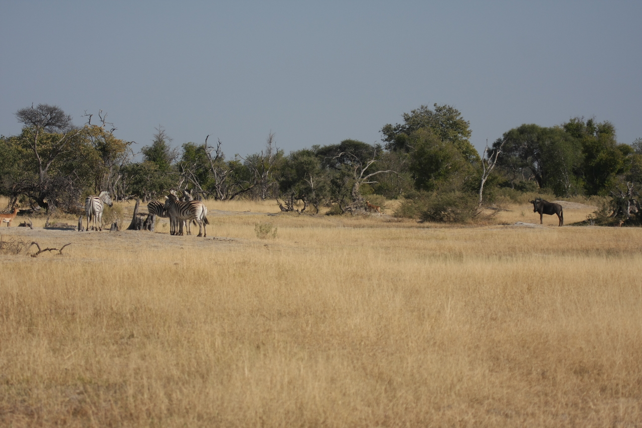 [23384] 2016_06_30_03_43_01_Africa_Canon_EOS_40D_IMG__11356.jpg