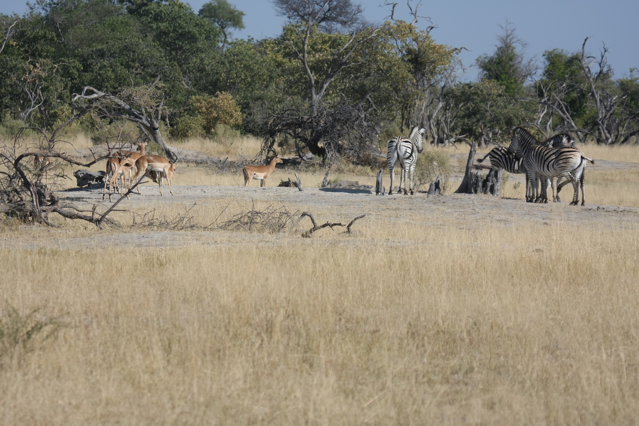 [23386] 2016_06_30_03_43_16_Africa_Canon_EOS_40D_IMG__00185.jpg