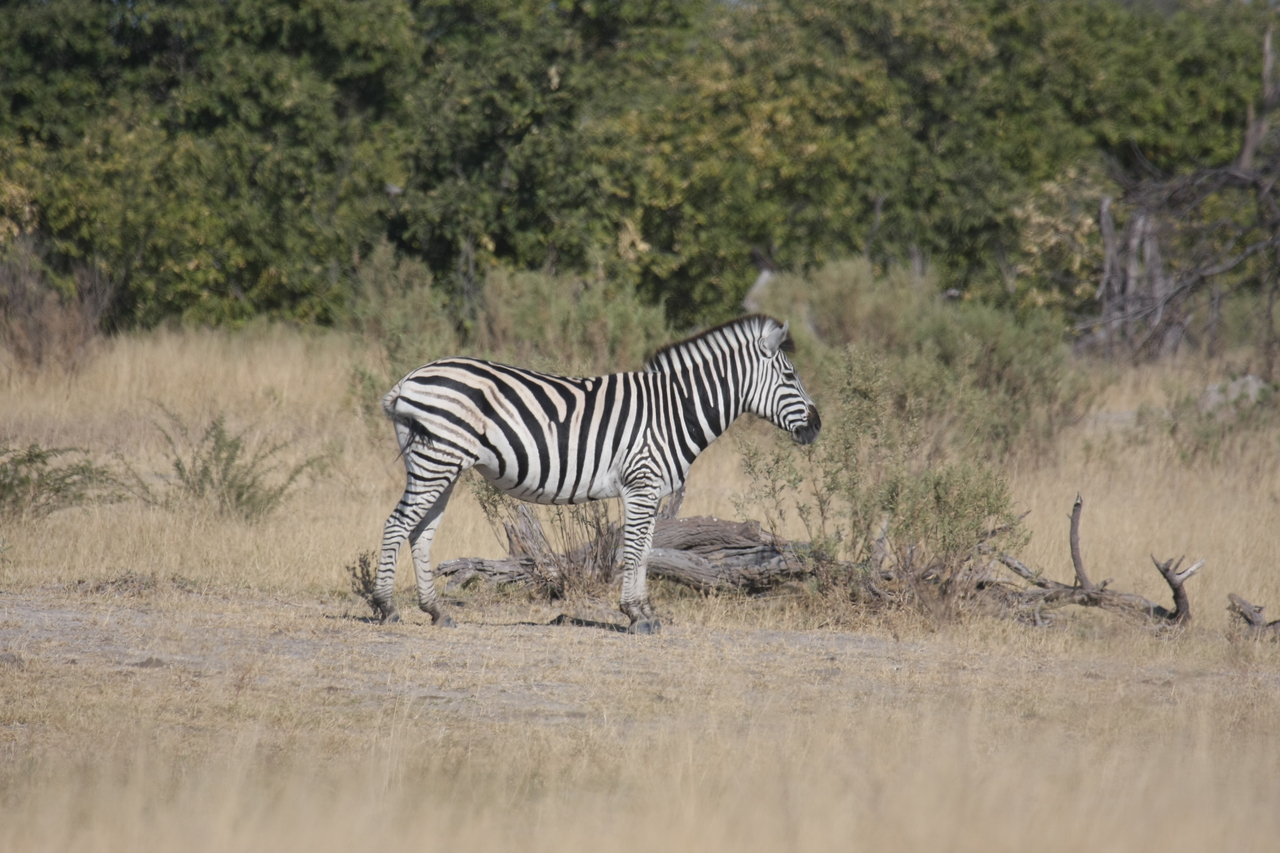 [23392] 2016_06_30_03_45_41_Africa_Canon_EOS_40D_IMG__00187.jpg