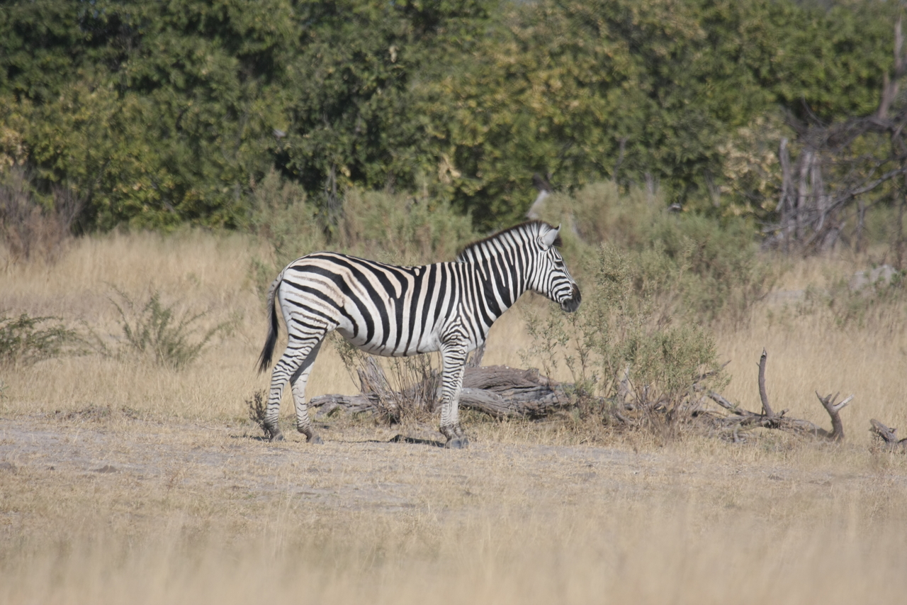 [23399] 2016_06_30_03_45_41_Africa_Canon_EOS_40D_IMG__11361.jpg