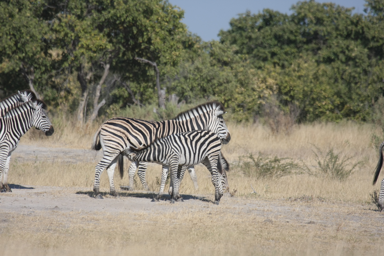 [23402] 2016_06_30_03_45_47_Africa_Canon_EOS_40D_IMG__00192.jpg