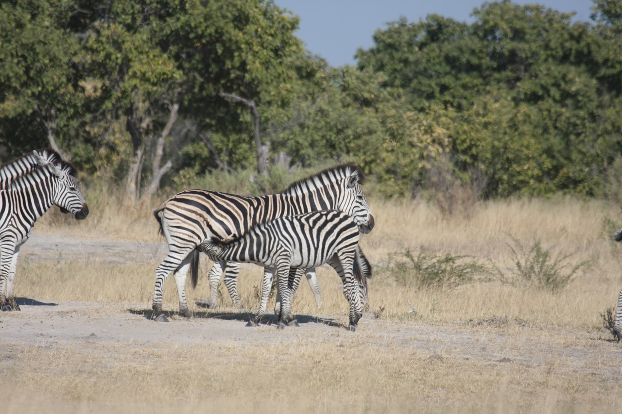 [23407] 2016_06_30_03_45_47_Africa_Canon_EOS_40D_IMG__11363.jpg