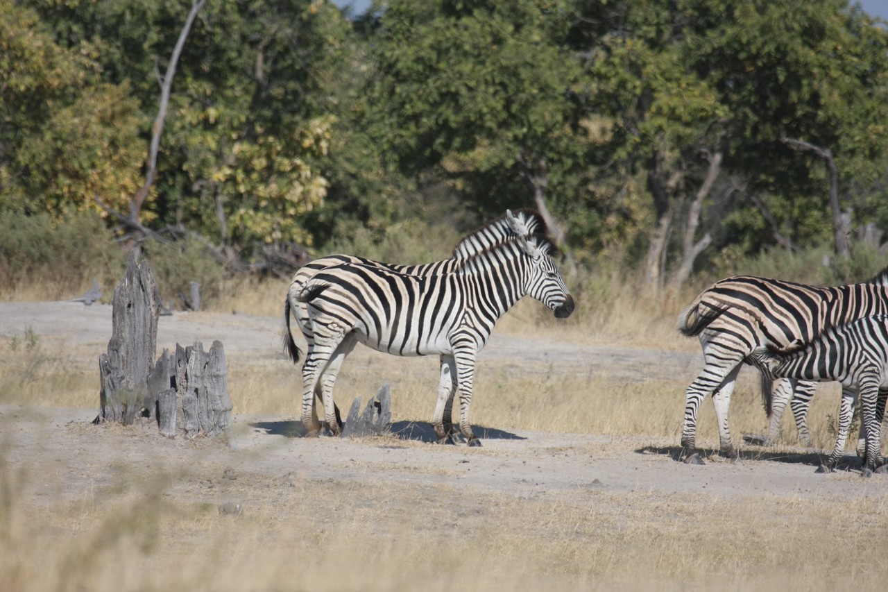 [23409] 2016_06_30_03_45_50_Africa_Canon_EOS_40D_IMG__00193.jpg