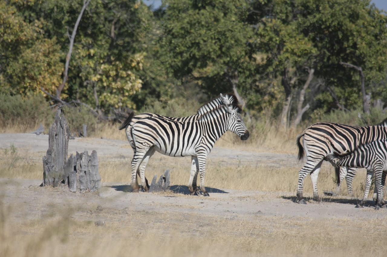 [23414] 2016_06_30_03_45_50_Africa_Canon_EOS_40D_IMG__11367.jpg