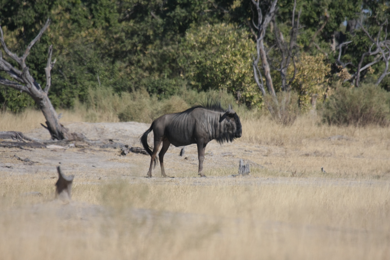 [23416] 2016_06_30_03_46_01_Africa_Canon_EOS_40D_IMG__00196.jpg