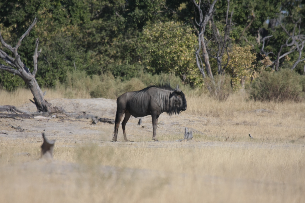 [23419] 2016_06_30_03_46_01_Africa_Canon_EOS_40D_IMG__11368.jpg