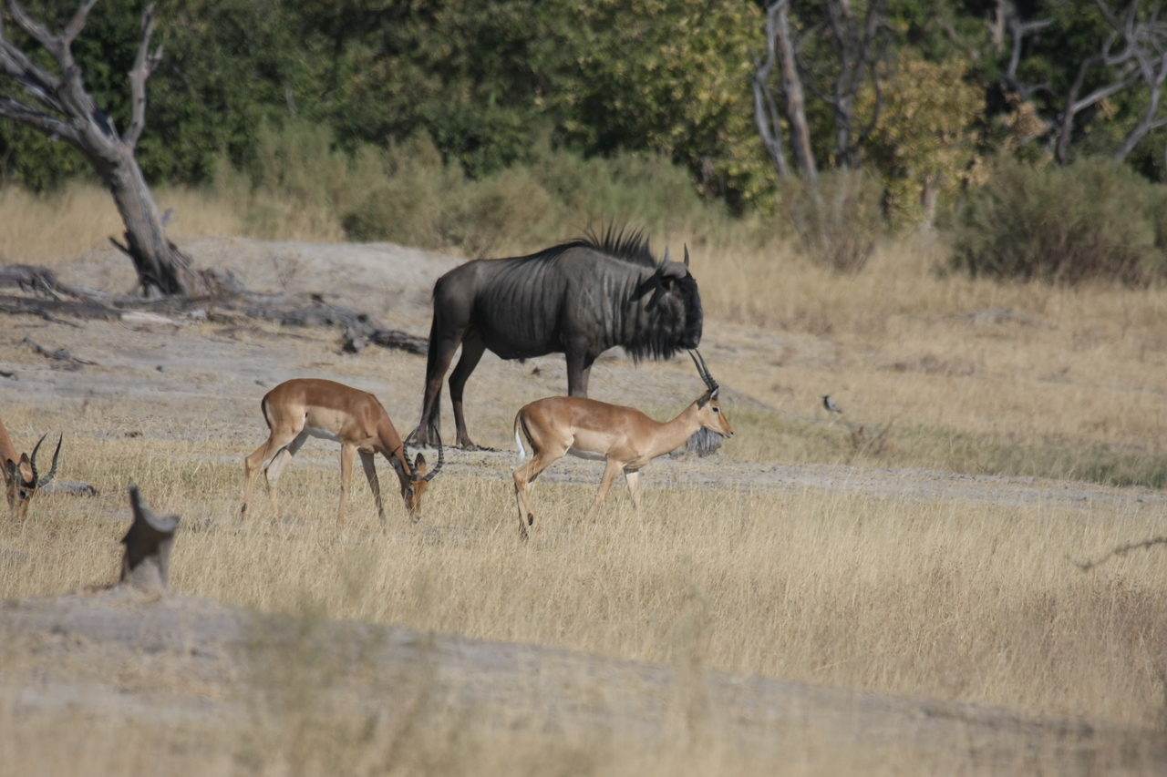 [23428] 2016_06_30_03_46_46_Africa_Canon_EOS_40D_IMG__11371.jpg