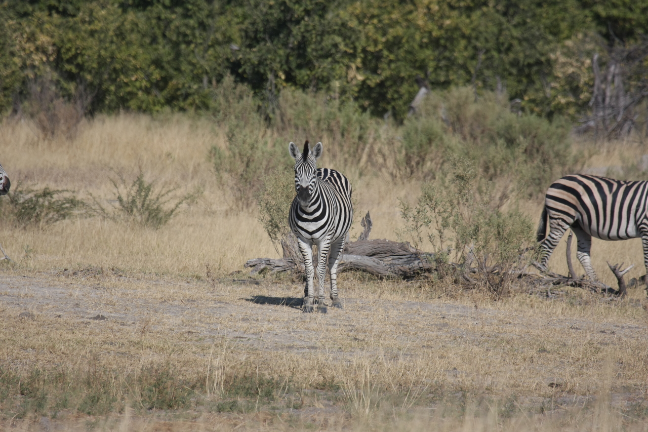 [23431] 2016_06_30_03_46_55_Africa_Canon_EOS_40D_IMG__00201.jpg