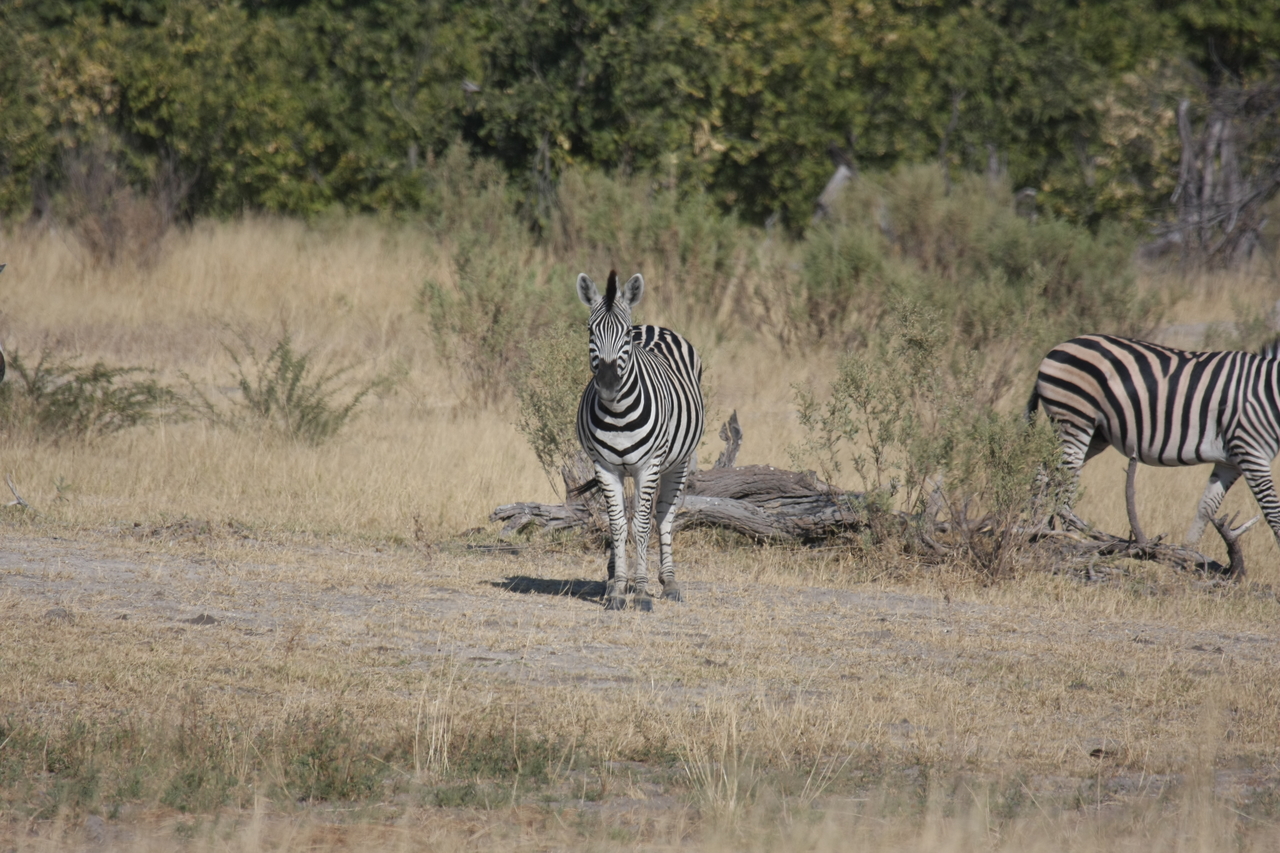 [23436] 2016_06_30_03_46_55_Africa_Canon_EOS_40D_IMG__11373.jpg